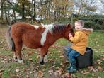 Shetland hengst veulen 🩵, Dieren en Toebehoren, Hengst, A pony (tot 1.17m), Gechipt, 0 tot 2 jaar