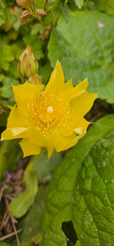 Winterharde schijfcactus, Tuin en Terras, Planten | Tuinplanten, Herfst, Ophalen
