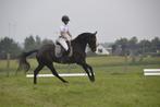 Dressuurmerrie 7j met allround kwaliteiten, Dieren en Toebehoren, Paarden, Merrie, Gechipt, Dressuurpaard, L