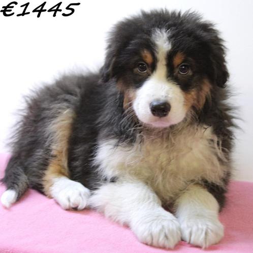 Australische Herder pups – slim, speels en sociaal, Dieren en Toebehoren, Honden | Herdershonden en Veedrijvers, Meerdere dieren