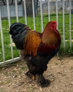 Brahma kippen, Meerdere dieren, Kip