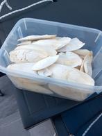 Zeeschuim cuttlebone
Beschikbaar op 1080 Bruxelles in de buu, Ophalen