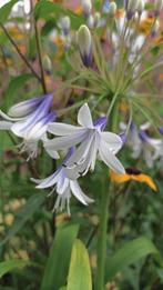 Agapanthus Fire works, vanaf 3,5 euro, Tuin en Terras, Planten | Tuinplanten, Volle zon, Vaste plant, Zomer, Ophalen