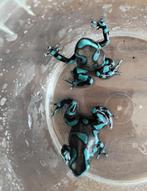 Gifkikker kikker dendrobate auratus, Amfibie, 0 tot 2 jaar
