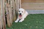 Goldador pups (golden retriever x labrador), CDV (hondenziekte), Meerdere, Golden retriever, 8 tot 15 weken