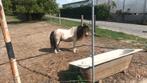 Shetlandpony valkbont hengst, Dieren en Toebehoren, Gechipt, A pony (tot 1.17m), 11 jaar of ouder, Tuigpony
