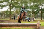 Sportieve veelzijdige D-pony, Dieren en Toebehoren, Merrie, B, Gechipt, Springpony