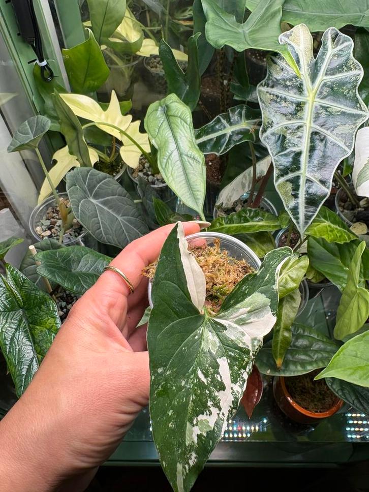 Syngonium Variegated, Huis en Inrichting, Kamerplanten, Ophalen