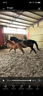 Veulen hengst paard, Dieren en Toebehoren, Onbeleerd, Springpaard, Hengst, 0 tot 2 jaar