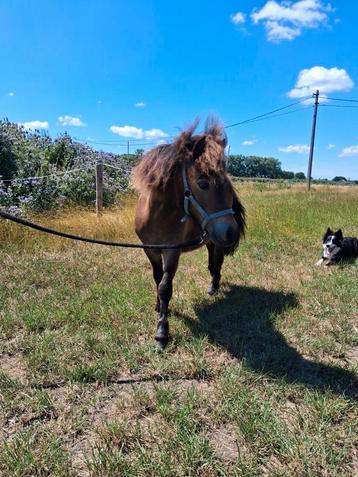 Shetlander merrie en hengst, Vermifugé, Moins de 160 cm, Plusieurs animaux, 0 à 2 ans