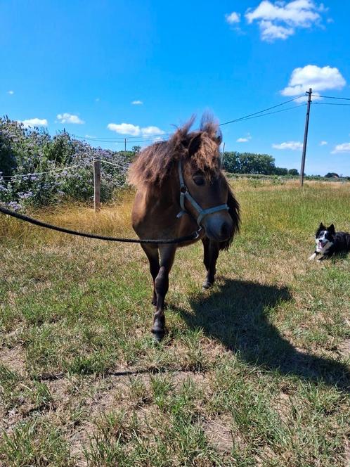 Shetlander merrie en hengst, Dieren en Toebehoren, Paarden, Meerdere dieren, Onbeleerd, Minder dan 160 cm, 0 tot 2 jaar, Recreatiepaard