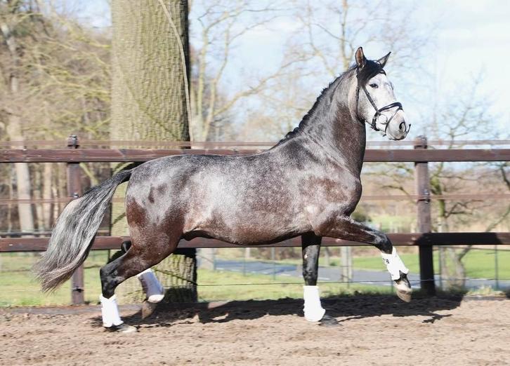 Super leuke pre andalusier ruin, Dieren en Toebehoren, Paarden, Ruin, Onbeleerd, Minder dan 160 cm, 3 tot 6 jaar, Met stamboom
