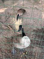 Koppel Canadese ganzen, Meerdere dieren, Gans of Zwaan