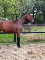 2 j dress merrie rx goedgekeurd, Dieren en Toebehoren, Merrie