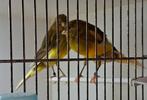 Yorkshire kanaries., Dieren en Toebehoren, Vogels | Kanaries
