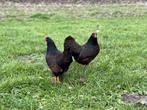 Barnevelder kriel kippen Bruin gezoomd hennen gesekst en ing, Dieren en Toebehoren, Pluimvee, Vrouwelijk, Kip