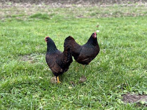 Barnevelder kriel kippen Bruin gezoomd hennen gesekst en ing, Dieren en Toebehoren, Pluimvee, Kip, Vrouwelijk
