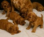 Mooie cockapoo pups ( donker abrikoos), Poedel, België, CDV (hondenziekte), 8 tot 15 weken
