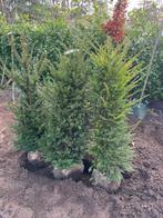 3 x Taxus Baccata 140/160, Tuin en Terras, Ophalen, Taxus, Struik, 100 tot 250 cm