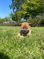Shiba-inu pupjes te koop,hier geboren, Dieren en Toebehoren, België, Overige rassen, CDV (hondenziekte), 8 tot 15 weken