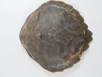 Grand bouclier de tortue d'eau antique, Afrique du Sud, Utilisé, Enlèvement ou Envoi