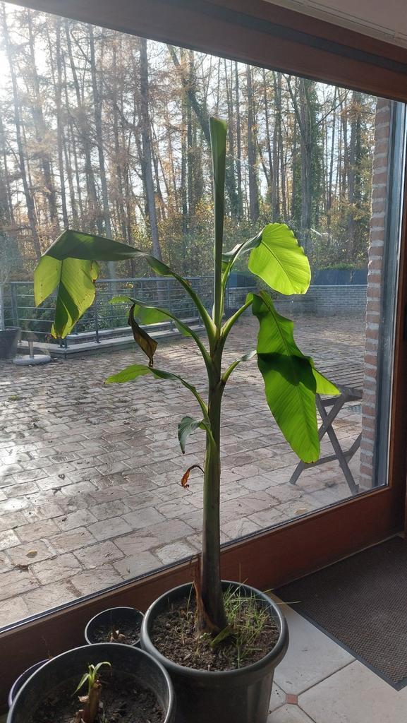 Bananenplant van 150 cm in pot, Tuin en Terras, Planten | Tuinplanten, Vaste plant, Overige soorten, Bloeit niet, Ophalen