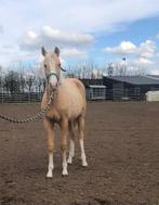quarter merrie, Dieren en Toebehoren, Paarden, Merrie, Minder dan 160 cm, Gechipt, 0 tot 2 jaar