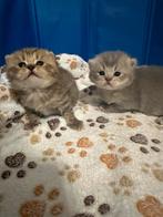 Britse korthaar kittens, Dieren en Toebehoren, Kater, Gechipt, 0 tot 2 jaar