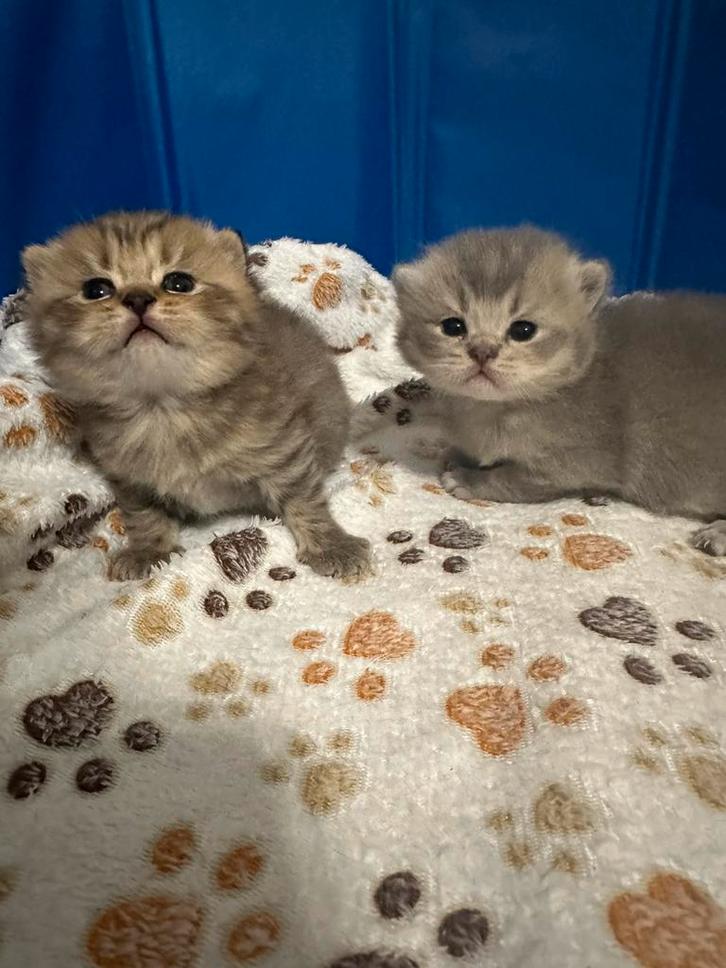 Britse korthaar kittens, Dieren en Toebehoren, Katten en Kittens | Raskatten | Korthaar, Kater, 0 tot 2 jaar, Gechipt, Ontwormd