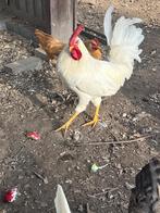 Witte leghorn haan, Dieren en Toebehoren, Mannelijk, Kip