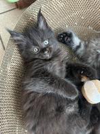 Maine Coon kittens!!!, Dieren en Toebehoren, Katten en Kittens | Raskatten | Langhaar, Poes, Gechipt, 0 tot 2 jaar
