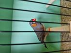 Zebravink mannen, Dieren en Toebehoren, Vogels | Overige Vogels, Mannelijk, Tropenvogel, Geringd