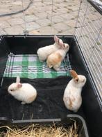 Baby vlaamse reusjes, Dieren en Toebehoren