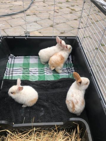 Baby vlaamse reusjes  beschikbaar voor biedingen