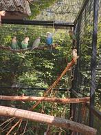 Dwergpapegaai Roseicollies, Dieren en Toebehoren, Vogels | Parkieten en Papegaaien