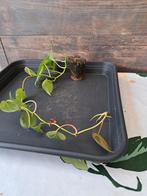 Philodendron scandens nr 37, Ophalen