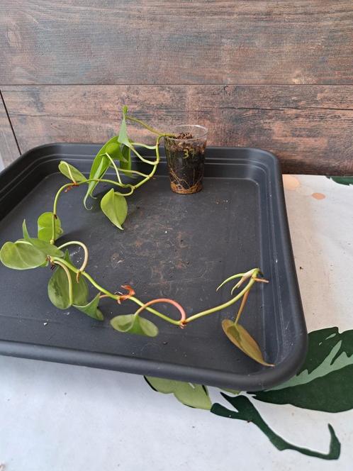 Philodendron scandens nr 37, Huis en Inrichting, Kamerplanten, Ophalen