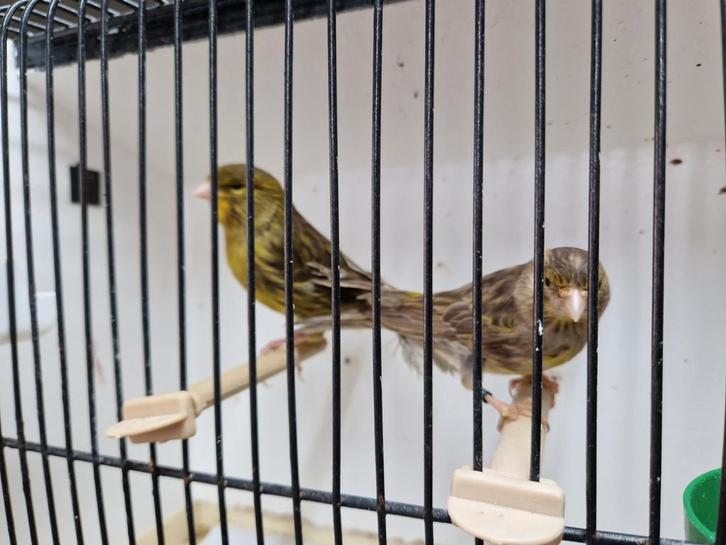 Kanaries bruin, Animaux & Accessoires, Oiseaux | Canaris