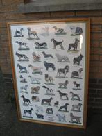 Pancarde honden ingekaderd, Ophalen of Verzenden, Gebruikt