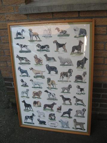 Pancarde honden ingekaderd beschikbaar voor biedingen