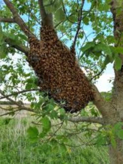 bijenzwerm gratis ophalen, Dieren en Toebehoren, Insecten en Spinnen, Bijen