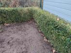 Gezonde Buxus haag, Ophalen, Buxus, Haag