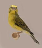 Hébergement d'oiseaux tropicaux avec Avicultuur-LED, Oiseau tropical