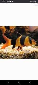 10 clownbotias van ongeveer 10cm!