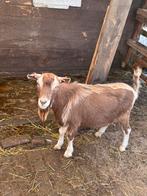 Tiggenburger bok, Dieren en Toebehoren