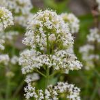 Witte valeriaan / Centranthus ruber Albus, Tuin en Terras, Ophalen, Vaste plant