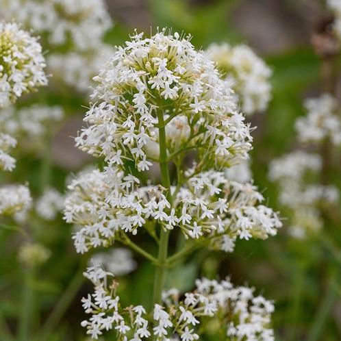 Witte valeriaan / Centranthus ruber Albus, Tuin en Terras, Planten | Tuinplanten, Vaste plant, Ophalen