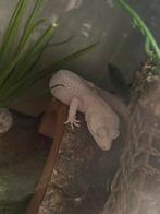 Gecko léopard Diablo Blanco
