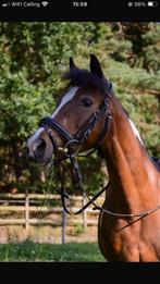 B-pony te koop, Dieren en Toebehoren, B, B pony (1.17m tot 1.27m), 11 jaar of ouder, Recreatiepony