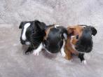 Enkele baby cavia's, Dieren en Toebehoren, Knaagdieren, Juli, Meerdere dieren, Cavia